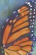 monarch wings