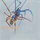 texas orb spider