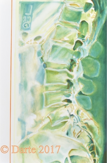 x-ray, spine with cocyx